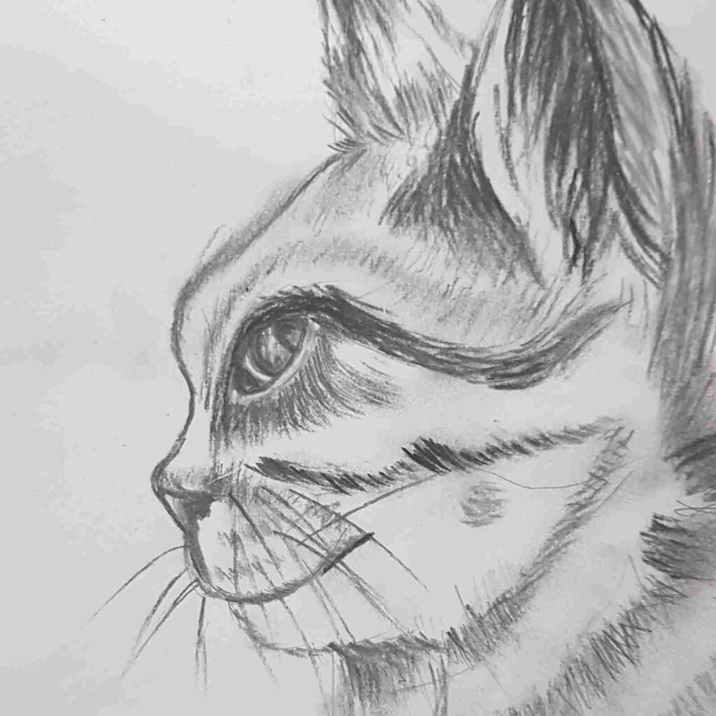 Cat Pencil Sketch
